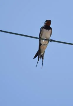 Barn Swallow Stock Photos