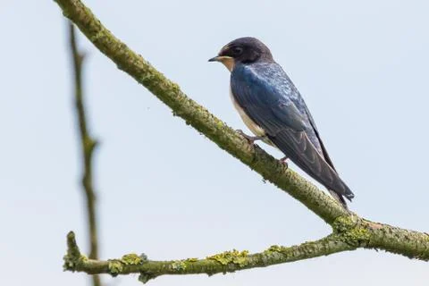 Barn Swallow Foto stock
