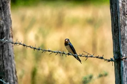 Barn swallow. Stock Photos