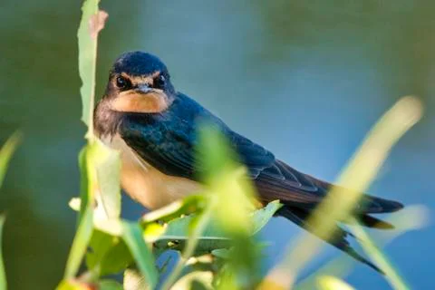 Barn swallow. Stock Photos