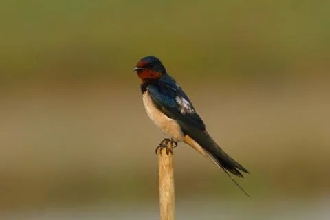 Barn swallow Stock Photos