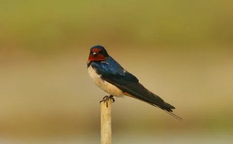 Barn swallow Stock Photos