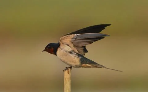 Barn swallow Stock Photos