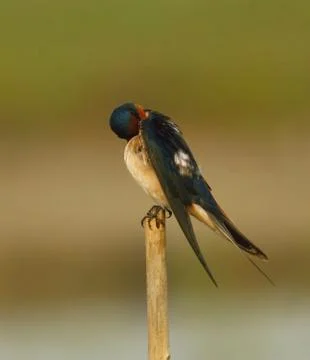 Barn swallow Stock Photos