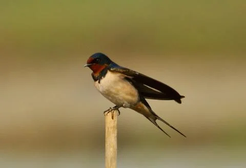 Barn swallow Stock Photos