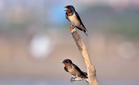 Barn swallow Stock Photos