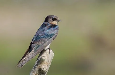 Barn swallow Stock Photos