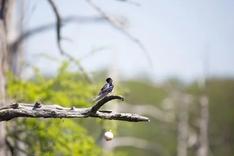 Barn Swallow Stock-Fotos