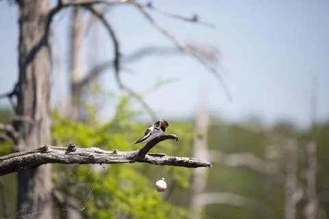 Barn Swallow Stock Photos