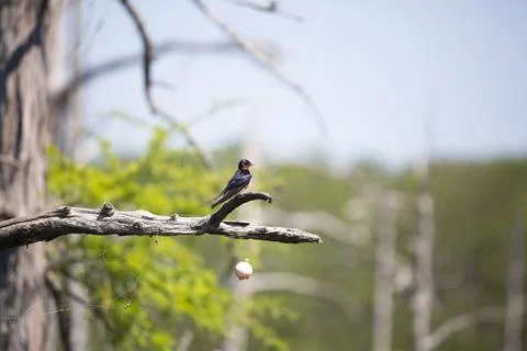 Barn Swallow Stock Photos