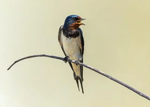 Barn swallow Stock Photos