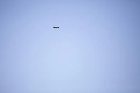 Barn Swallow Stock Photos