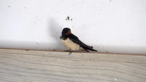 Barn Swallow Preening Feathers While Perched on Wooden Surface Stock Footage 343628724