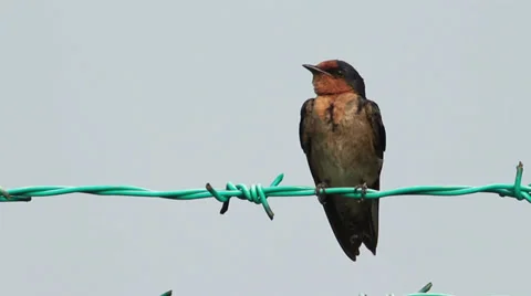 Barn Swallow Preening Stock Footage 35818936