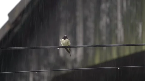 Barn Swallow Preening on Wire in Rain, Rural Background Stock Footage 339631709