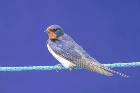 A Barn swallow resting on a rope Stock Photos