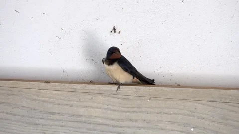 Barn Swallow Resting on Wooden Ledge Against White Wall Stock Footage 343630116