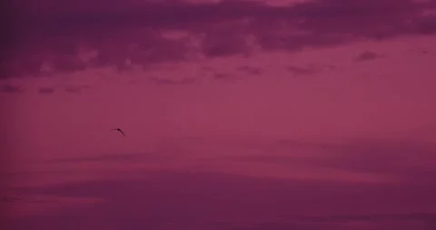Barn swallow silhouette against deep crimson sunset sky, slow motion wildlife Stock Footage 341150154