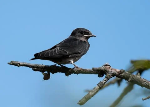 A Barn swallow sitting on a cherry tree branch Stock Photos