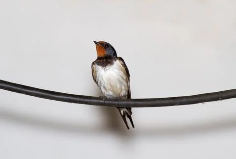 Barn swallow sitting Stock Photos