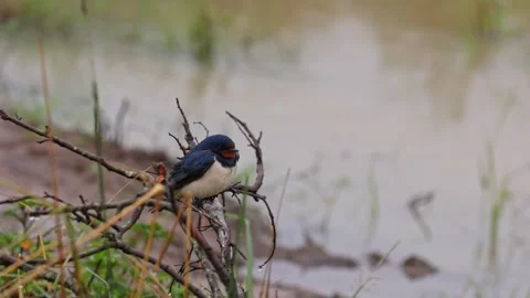 Barn swallow sitting in the rain near a pond with frogs chirping Stock Footage 309979302