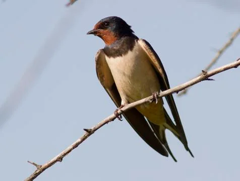 Barn swallow sitting on a tree. Stock Photos