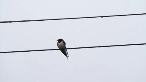 Barn Swallow Sitting on a Wire in the Rain, Telephoto Stock Footage 339631677