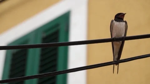 Barn swallow sitting on a wire with a yellow building and green window Stock Footage 111366320