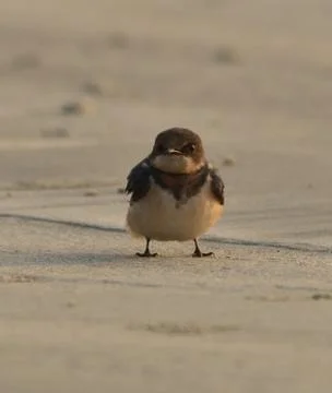 Barn swallow in stand Stock Photos