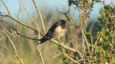 Barn Swallow take some rest on a bush Stock Footage 8509293