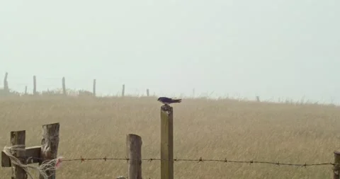 Barn Swallow Taking Off With Straw For The Nest Slow Motion 動画素材 172542711