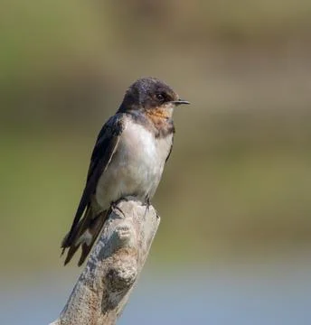 Barn swallow on tree. Stock Photos