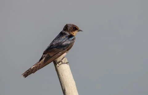Barn swallow on tree. Stock Photos