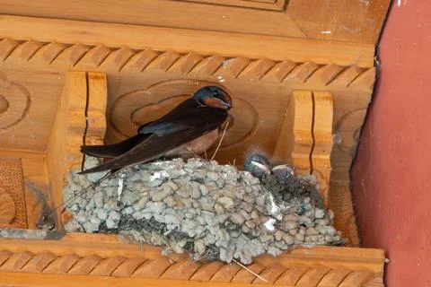 Barn Swallow With Two Chicks Nestled in Carved Woodwork Stock Photos