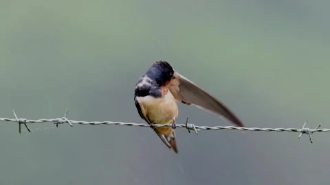 Barn Swallow on a wire Stock Footage 334015799