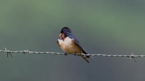Barn Swallow on a Wire Stock Footage 334015934