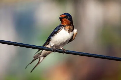 Barn swallow on A wire Stock Photos