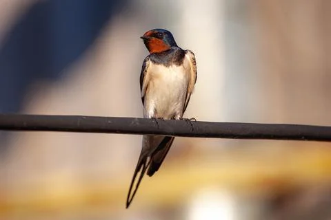 Barn swallow on A wire Stock Photos