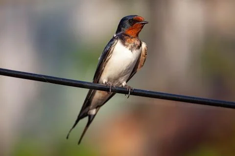 Barn swallow on A wire Stock Photos