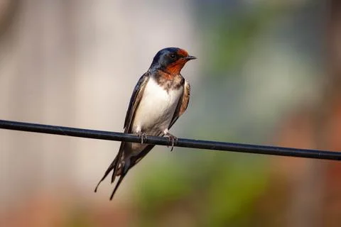Barn swallow on A wire Foto stock