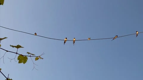 Barn Swallows Chirping While Perched on Electric Wire in Urban Nature. Swallow Stock Footage 312104430