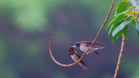 Barn swallows feeding on a branch Stock Footage 334824495