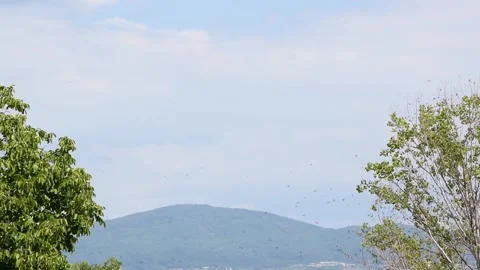 Barn swallows flying in the blue sky in late summer Stock Footage 211353279