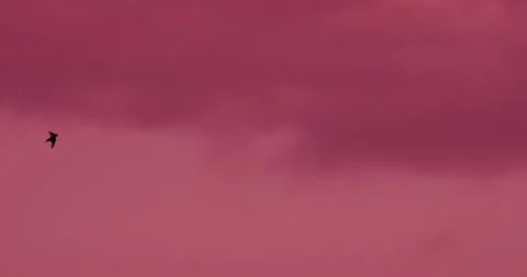 Barn swallows flying over glowing orange sunset clouds, slow motion wildlife Stock Footage 341348627