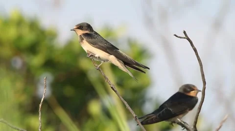 Barn Swallows Flying Off Tree Branch. 動画素材 55449753
