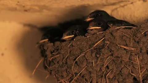 Barn Swallows Stock Footage 20526119