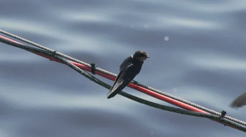 Barn swallows Stock Footage 62914304