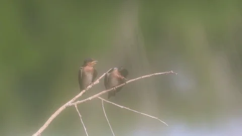 Barn Swallows Stock Footage 129641058