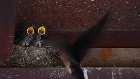 Barn Swallows Видео 150749172