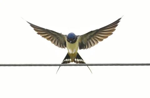Barn Swallows forage Stock Photos
